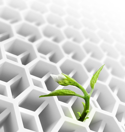 plant stems cells for anti-aging