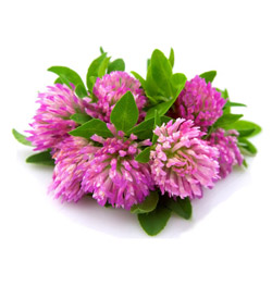Red Clover flower